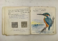 skizze eines vogels